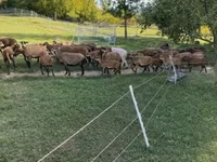 양(암수 미지정, 묶음), Cameroon sheep — 사진 1