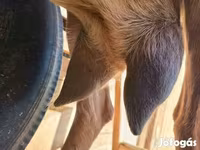 Capră, Alpine goat — foto 5