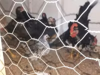 Chickens — լուսանկար 1