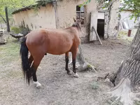 Адуу, Karachay horse — 4 зураг