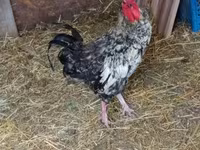 Chickens — foto 1