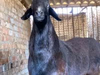 Widder, Rhon sheep — Foto 3