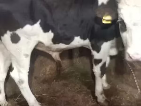Bou, Russian Black pied cattle