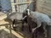 Får (parti, køn ikke angivet), Får — foto 2
