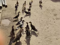 Turkeys — foto 6