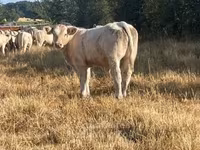 ወንድ በሬ, Charolais cattle — ፎቶ 8