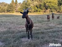 Buk, Alpine goat — foto 4