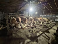 ላም, Cattle — ፎቶ 1