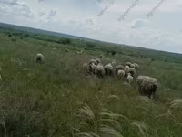 मेढ़ा, Merino sheep — फ़ोटो 5