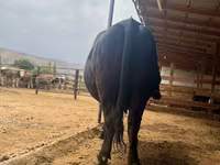 گاو ماده, نژاد جرسی — عکس 4