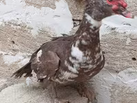 Turkeys — foto 8