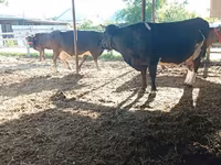 Үнээ, Swiss cattle — 5 зураг