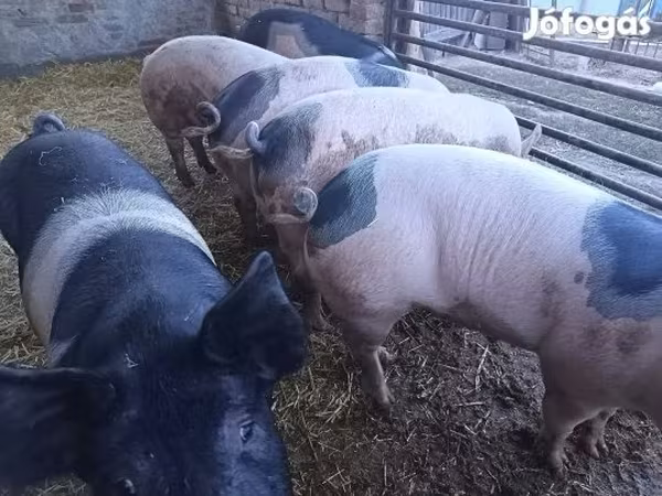 Prasata (šarže, pohlaví neuvedeno), Prasata