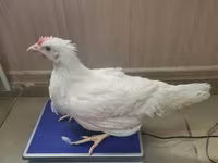 ہائی-سیکس — تصویر 2