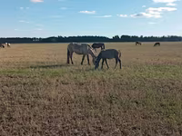 Klisna, Koně — foto 3