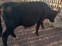Bull, Cattle — photo 1