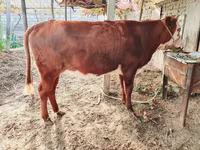 소(암수 미지정, 묶음), Simmental cattle — 사진 1