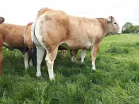 Sapi, Cast cow — foto 5
