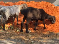 Kambing jantan, Sheep — foto 1