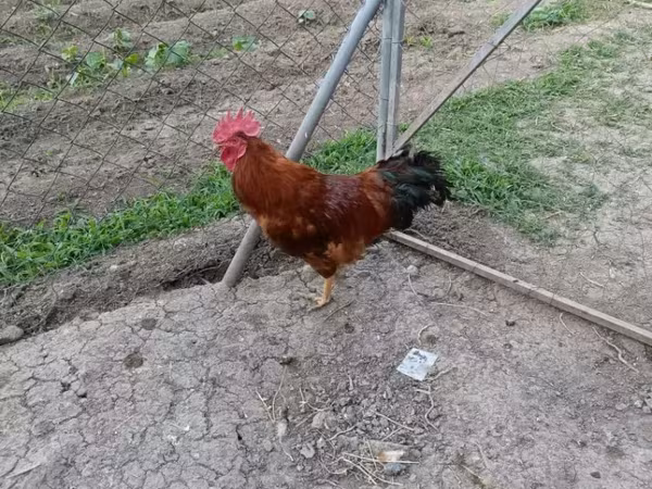 Chickens — Armenia