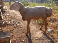 Ovan, Arashan sheep — fotografija 2