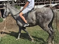Hingst, Lipizzaner — foto 3