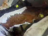 سانڈ, Simmental cattle — تصویر 3