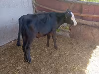 Krava, Russian Black pied cattle — foto 3