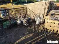Geese — լուսանկար 2