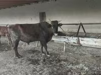 Býk, Skot — foto 3