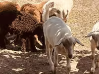 Țap, Alpine goat — foto 4