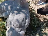 Ducks — Foto 8