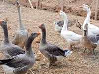 Geese — Foto 7