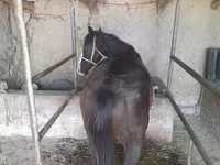 Cavalla, Cavalli — foto 2