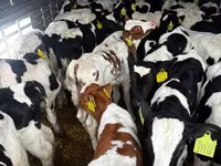 Bulle, Simmental cattle — Foto 4