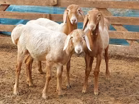 मेढ़ा, Arashan sheep — फ़ोटो 8