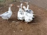 Geese — Foto 3