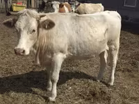گاو ماده, Swiss cattle — عکس 4