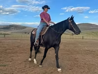 مادیان, National Show Horse — عکس 2