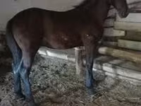 घोड़ा, Nonius horse — फ़ोटो 7