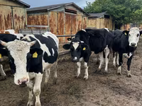 Krava, Russian Black pied cattle — fotografija 1