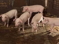 Porci (lot, sex nespecificat), Крупная белая — foto 3