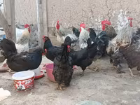 Chickens — zdjęcie 6