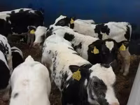 Bovinos (lote, sexo no especificado), Ganado vacuno — foto 4
