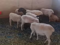 كبش, Dorper sheep — الصورة 1