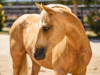 Kuda betina, Quarter Horse — foto 4