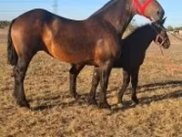 ঘোড়া, Percheron — ছবি 2