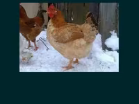 Chickens — foto 2