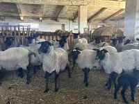 Kambing betina, Romanov sheep — foto 1