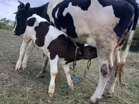 گاو ماده, Russian Black pied cattle — عکس 1